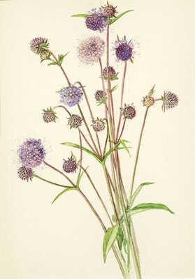 Шипиленко Александр Кузьмич. Лот из шести листов с рисунками цветов: ирис болотный; сивец луговой; клевер ползучий; цикорий; горечавка легочная; колокольчик